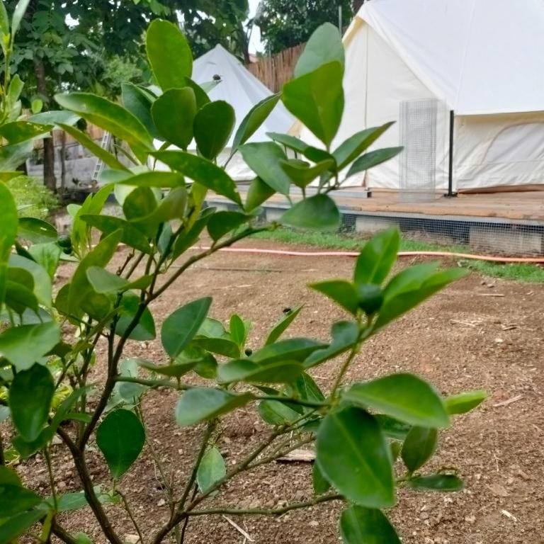 The Backyard Glamp - Exclusive Glamourous Camp Luxury tent in Calabarzon
