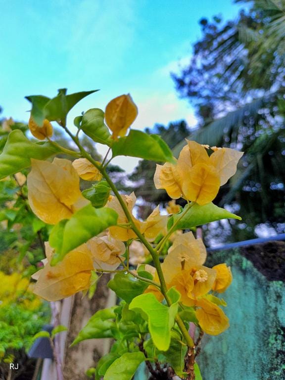 Kshiki Homestay Villa in Alappuzha