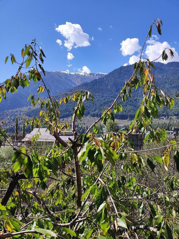 Joeys inn Apartment in Manali