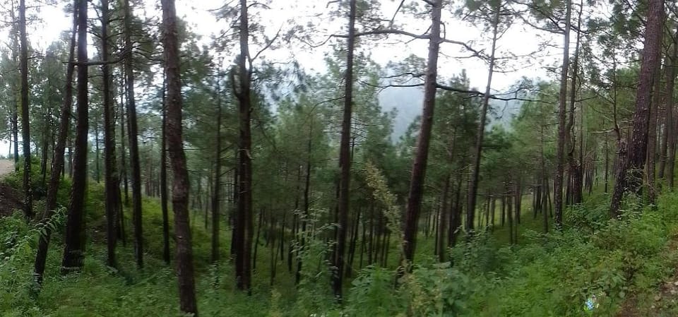 Thakur Homes Vacation rental in Shimla
