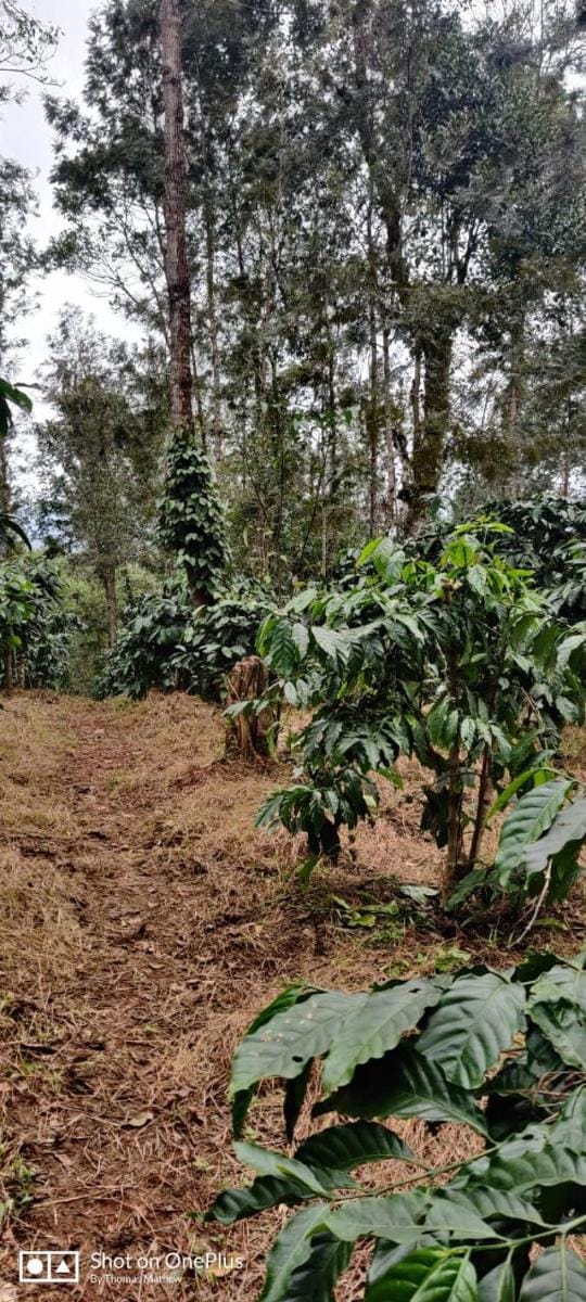 La Paz Coorg Homestay Vacation rental in Madikeri