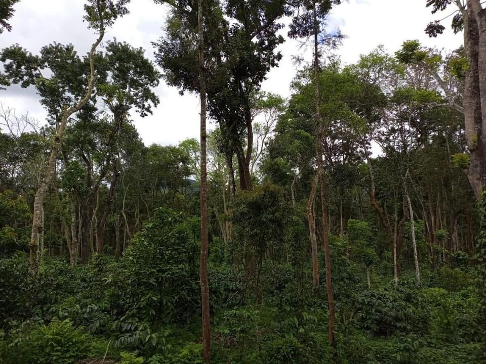 Greenacres Tree House Vacation rental in Kerala