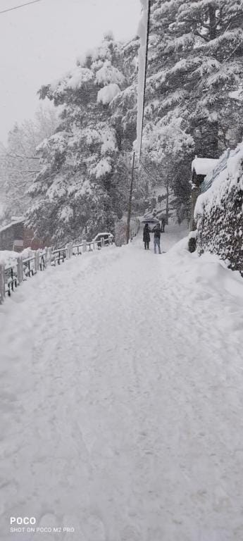 cedarwood villa 3bhk duplex luxurious house Vacation rental in Shimla