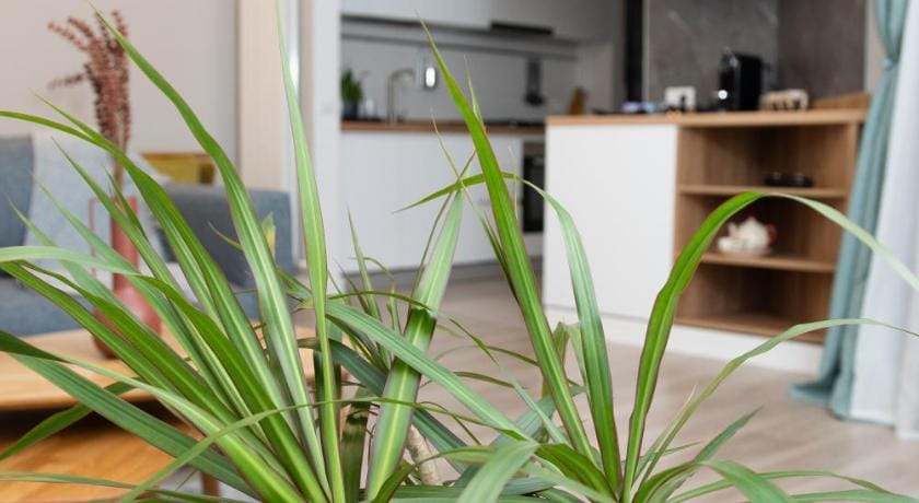 Anise Apartment Apartment in Bucharest