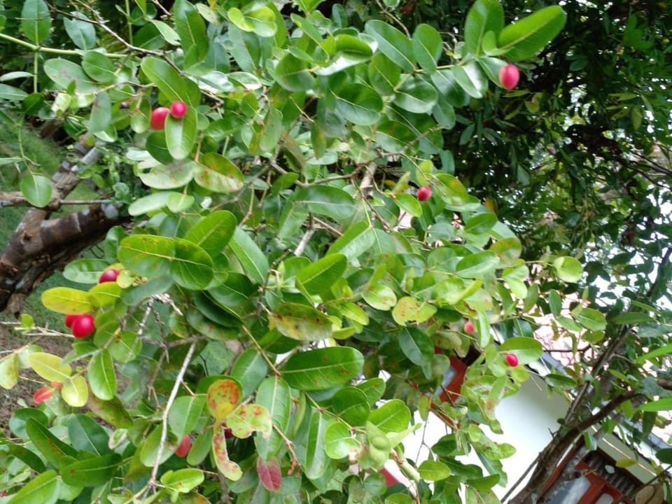 Green garden Vacation rental in Southern Province