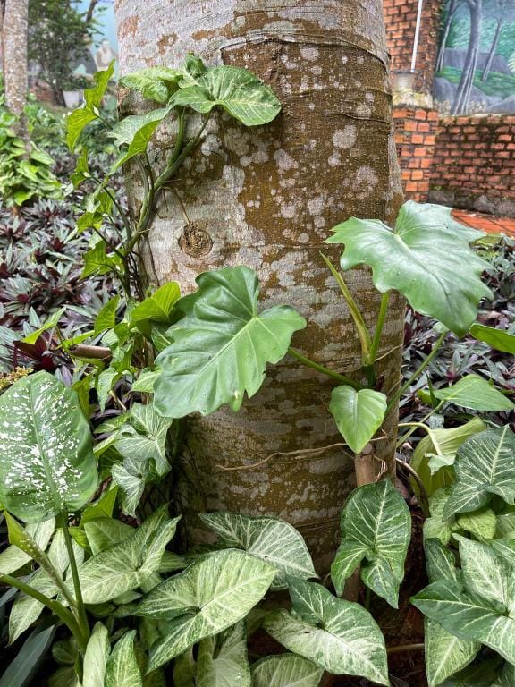 Village homestay family garden  Villa in Vietnam