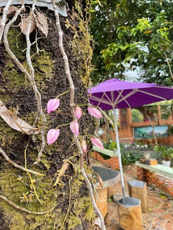Village homestay family garden  Villa in Vietnam