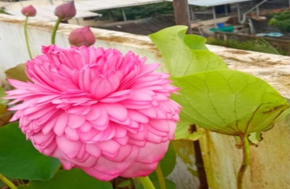 Raelyn's Homestay (Double Room) Vacation rental in Kochi