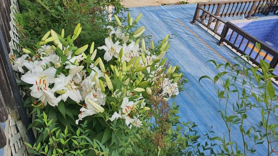 Namhae Tovhouse Pension Bed and Breakfast in South Korea