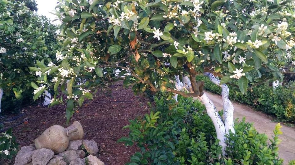 Zagara di Sicilia - Lemon Room Vacation rental in Marsala
