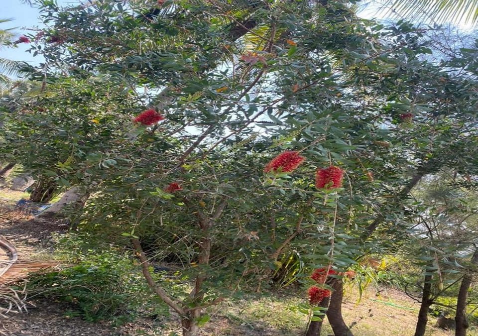 The Palash Vann - Deluxe Rooms Hotel in Maharashtra