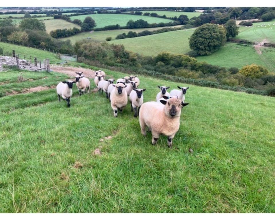 Furze Vacation rental in West Somerset District