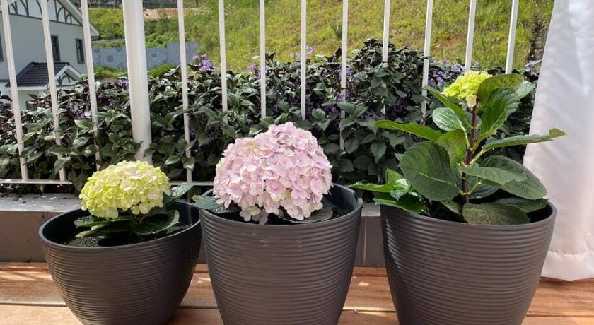 Comfy Sofy 23- Balcony Garden (Night Market) Vacation rental in Brinchang