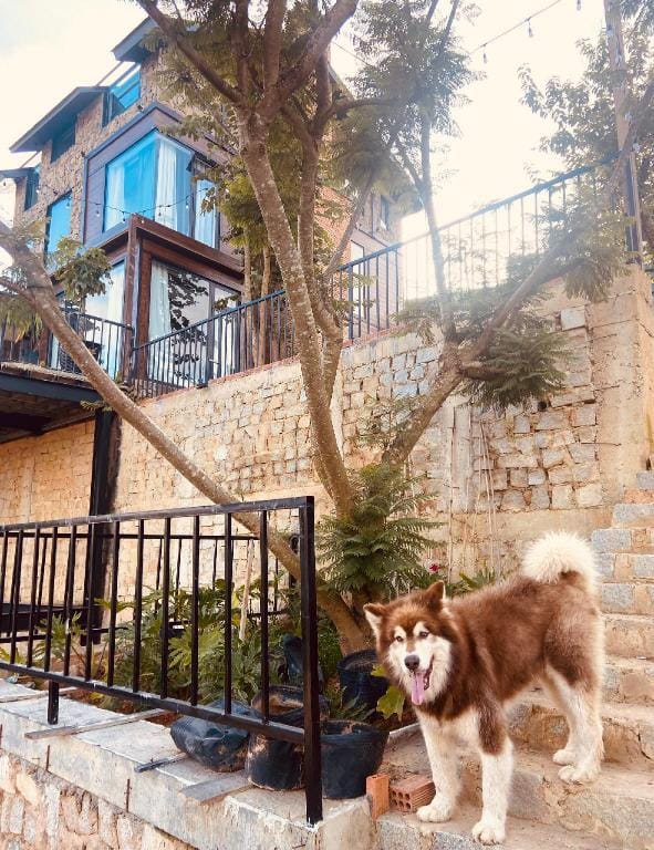 Top Hill Villa Da Lat 6BR, BBQ  Villa in Dalat