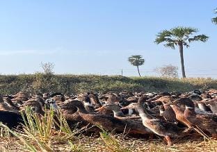 Holiday spot- Farm house -3hours -from hyderarabad Vacation rental in Telangana