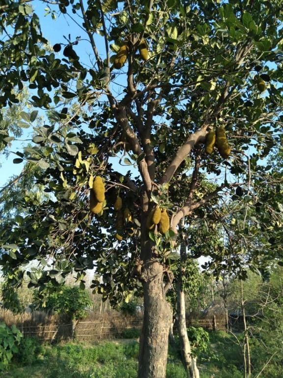 Jim Corbett Home stay Ramnagar Villa in Uttarakhand