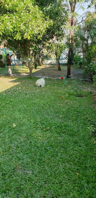Baan Mee Suk บ้านพักสวนกุหลาบวินเทจ Vacation rental in Hua Hin District