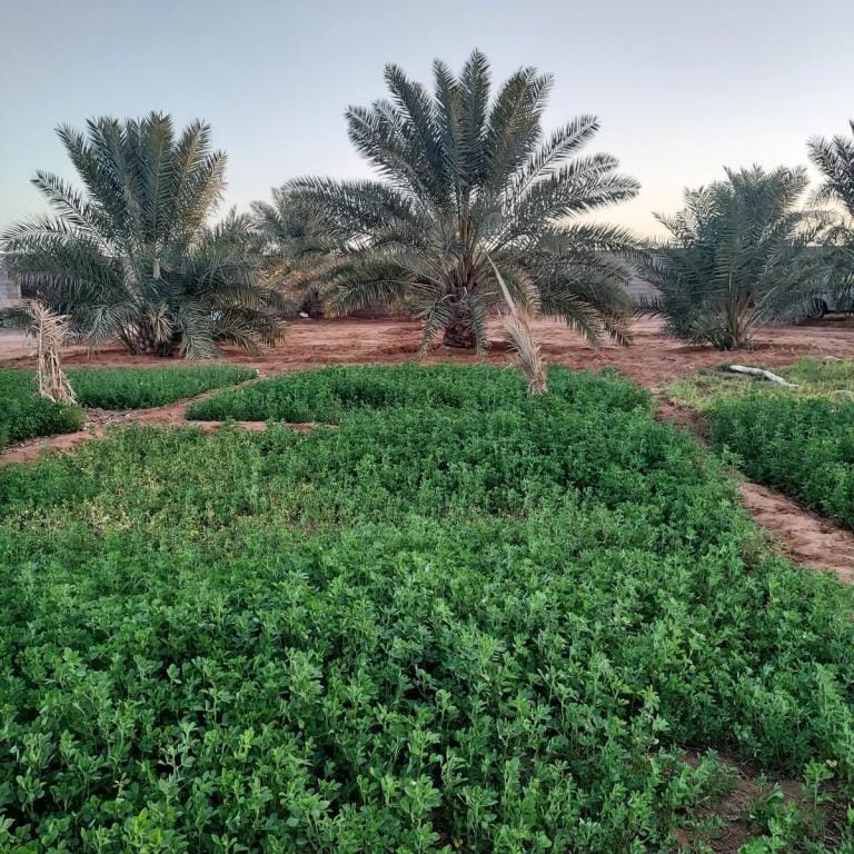 WAHAT مزرعة واحات Vacation rental in Riyadh Province