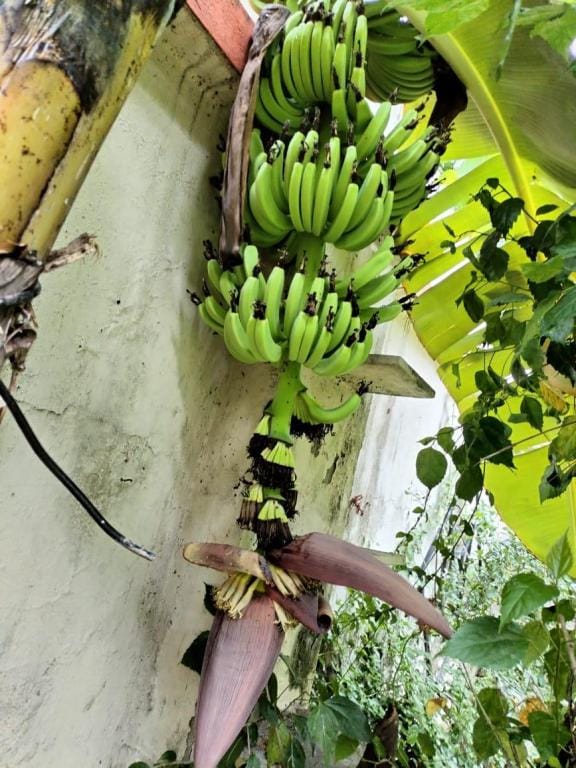 Cozy Room by Garden in Ballygunge near Gariahat Apartment in Kolkata
