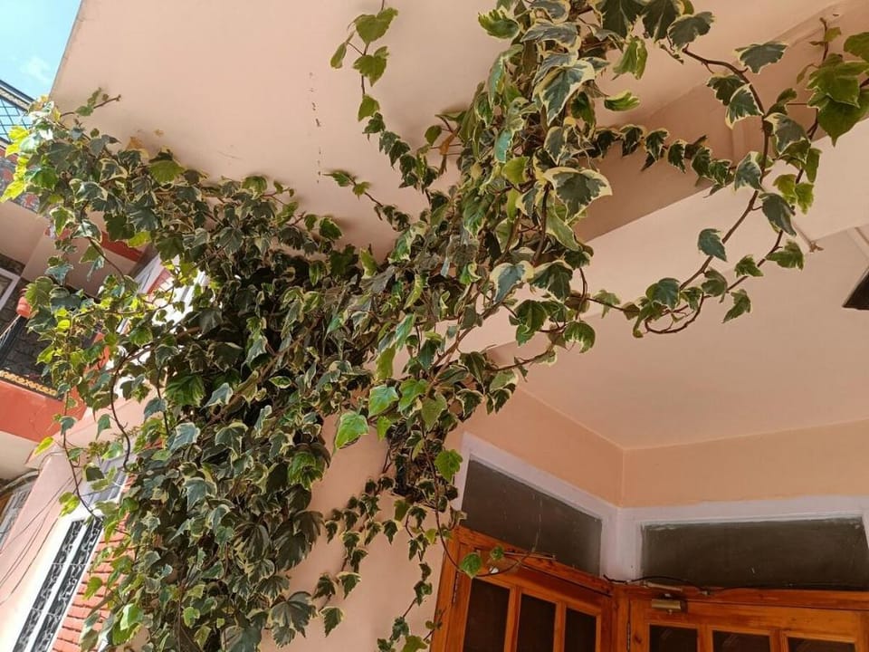 Alfresco Stays Vacation rental in Shimla