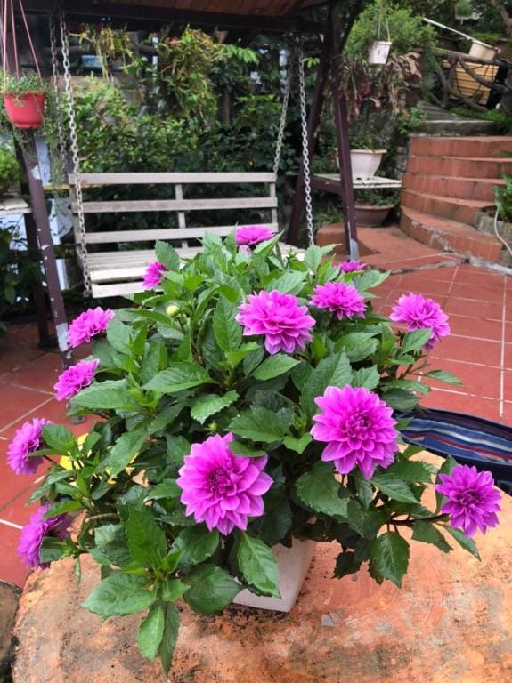Homestay Coldwinter SaPa Apartment in Laos