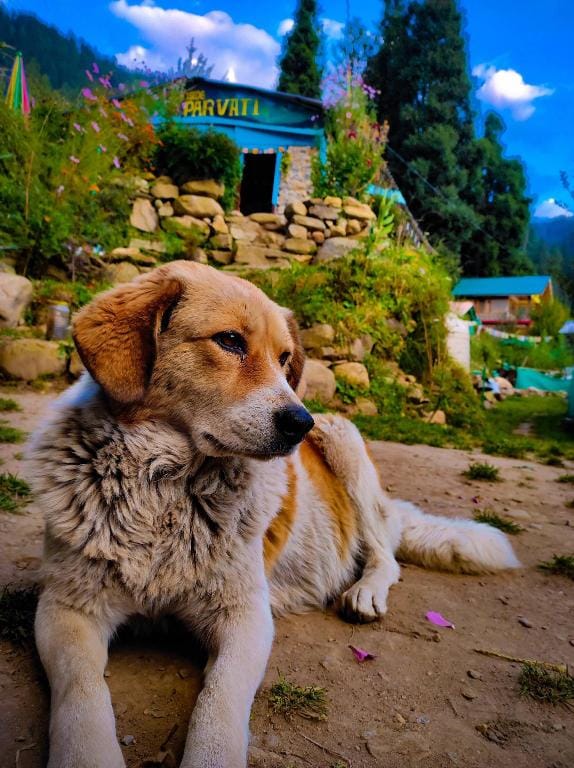 Inside Parvati Cafe & Stays Villa in Himachal Pradesh