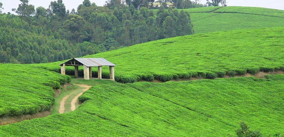 Rujuna Hilltop Vacation rental in Uganda