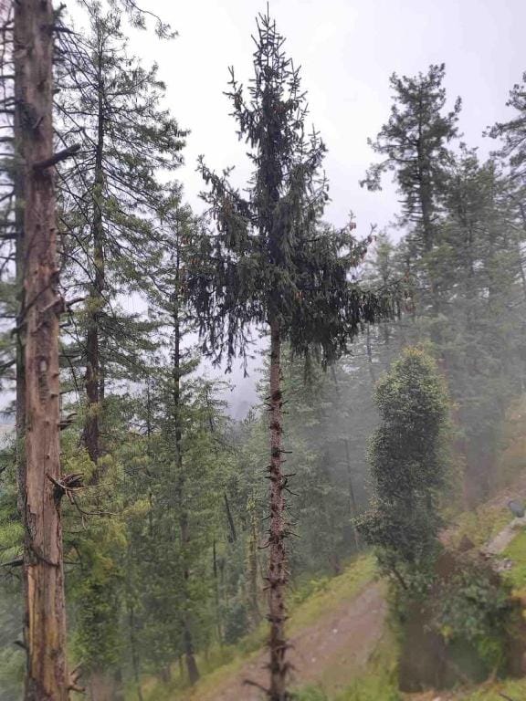Alpine haven Luxury spacious 2BHK Flat in Mashobra Vacation rental in Himachal Pradesh