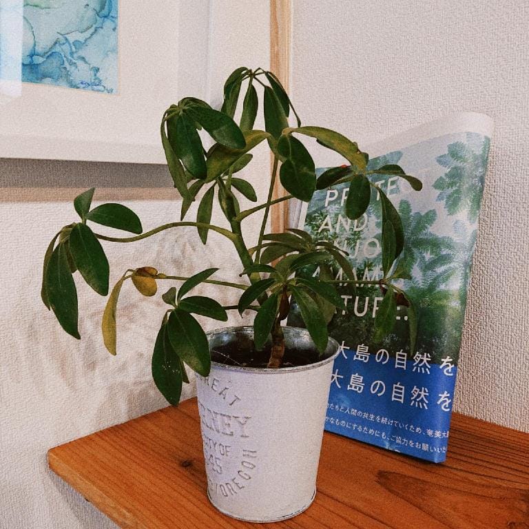 Mi-Casa Amami kuraft,  in Naze, Amami City Vacation rental in Japan