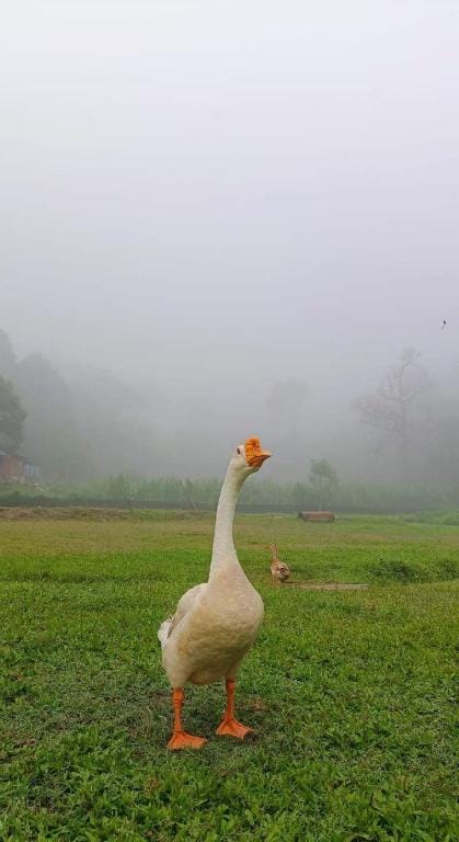 Hulu Langat  Eco Farm for 14 pax Vacation rental in Hulu Langat