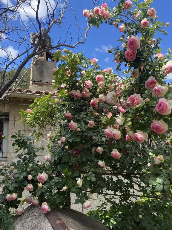 La Cabane inoubliable et son jacuzzi  Vacation rental in Barjols