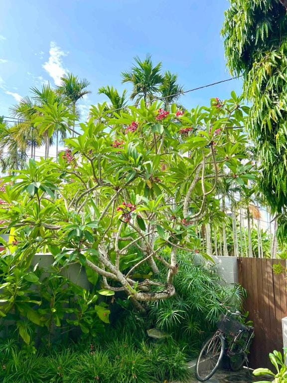 Chill House/Tranquil Area/Entire Villa by Old Town Villa in Hoi An