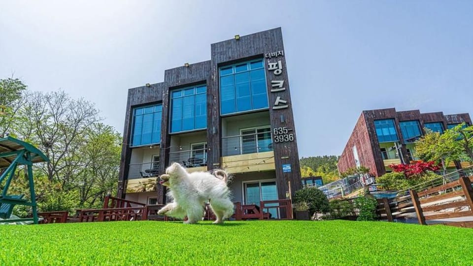 Ping's Dog Pension Bed and Breakfast in South Korea
