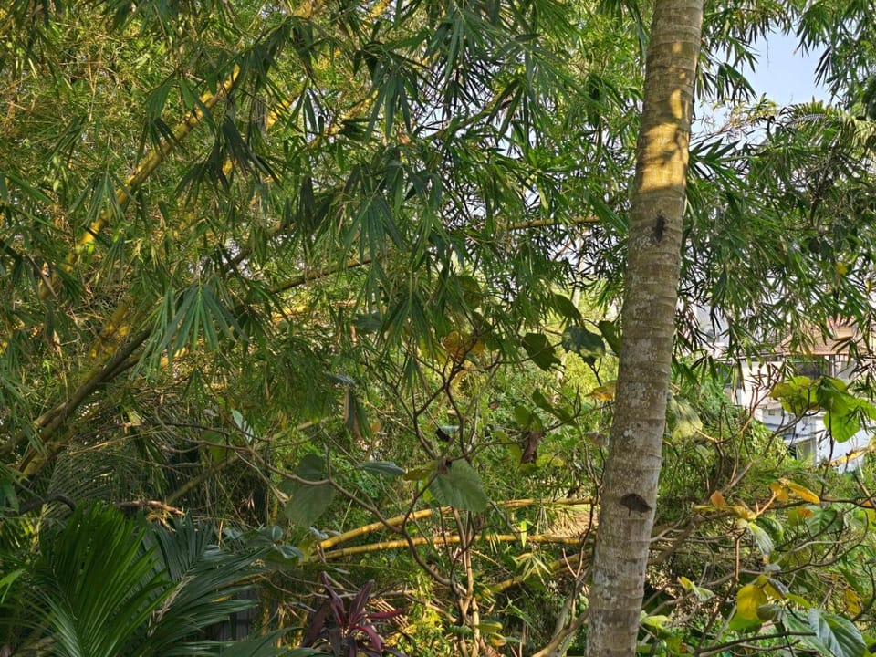 Bella Boutique Homestay Vacation rental in Alappuzha