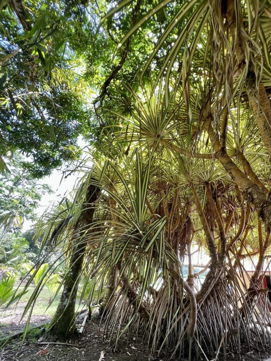 Akwaba Lodge Bed and Breakfast in Bastimentos Island
