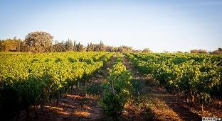 Marsanne cottage for 22 people in the heart of the vineyard Vacation rental in Occitanie