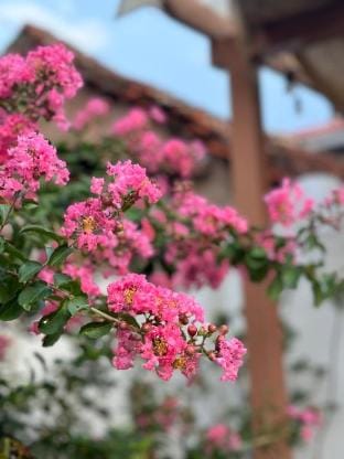 Villa Yellow  Làng Cổ Đường Lâm  Vacation rental in Laos