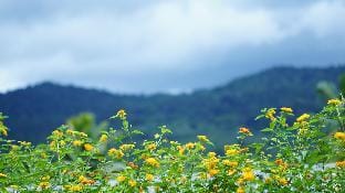 Nila Homestay Villa in Kerala