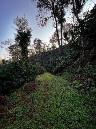 Choorimotte Homestay Vacation rental in Kerala