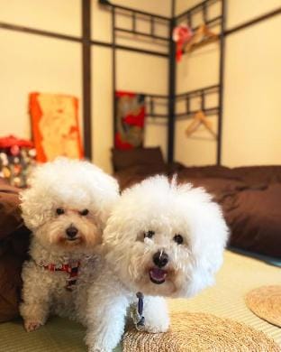 The Cabin Kamakura * Kamakura Area / Comfortable Retro Room / Dog-Friendly Vacation rental in Kanagawa Prefecture