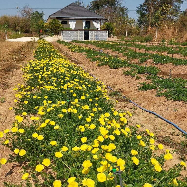 Baannoi in the garden บ้านน้อยกลางทุ่ง Pool villa Vacation rental in Thailand