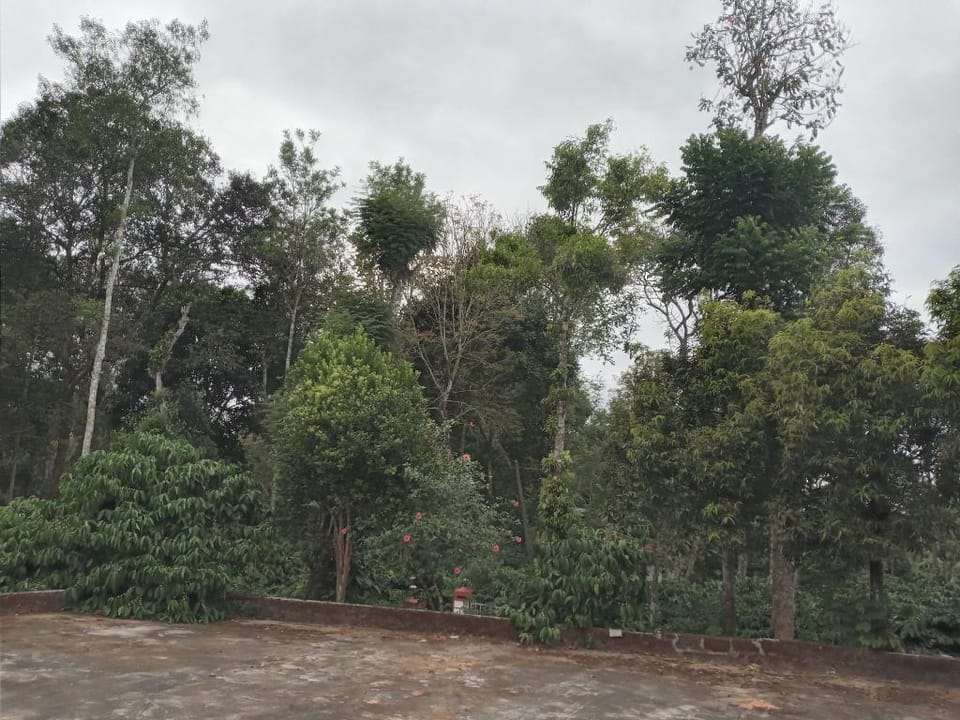 Coorg Klusters estate stay Vacation rental in Kerala