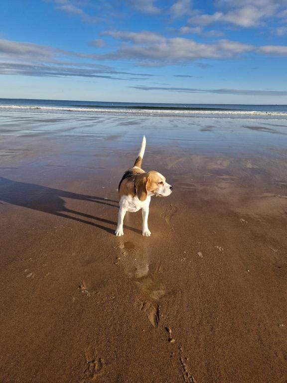 Luxury Escape by the sea Vacation rental in Scotland