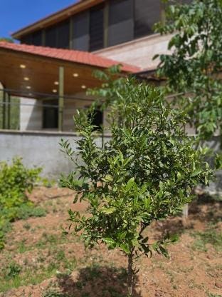 Fragrant Rose Apartment in Africa