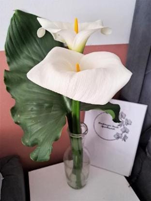 Montenegro Smile Orhideja Apartment in Ulcinj Municipality