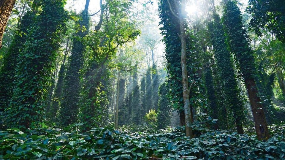Coorg Mystere - Luxury Home Vacation rental in Kerala