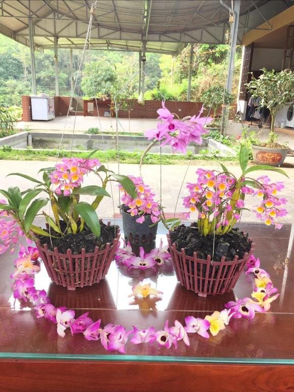 Huape farmstay Vacation rental in Laos