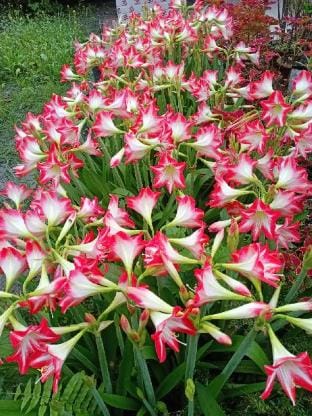 Nature's Hideaway Haven Vacation rental in Bangladesh