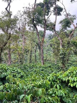 Hombaale stays Sakleshpur Vacation rental in Karnataka
