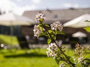 Nice chalet in Wolting with natural swimming pond Vacation rental in Salzburgerland